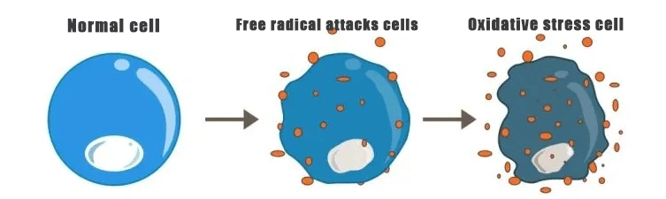 Oxidative stress cell.jpg